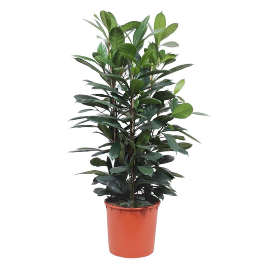 Ficus Cyathistipula struik - 140 cm - ø34 - Pflanzfix24