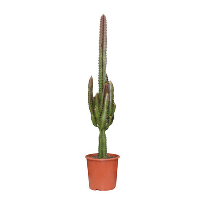 Euphorbia Trigona Rubra - Ø17cm - ↕70cm von Pflanzfix24