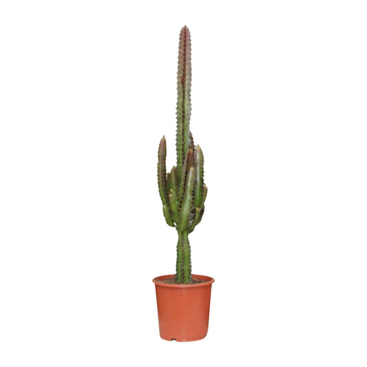Euphorbia Trigona Rubra - Ø17cm - ↕70cm von Pflanzfix24