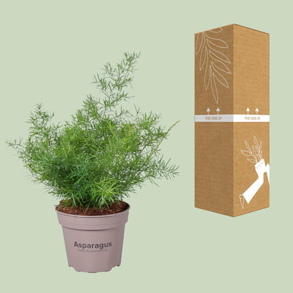 Asparagus Sprengeri - Ø15cm - ↕45cm bei Pflanzfix24