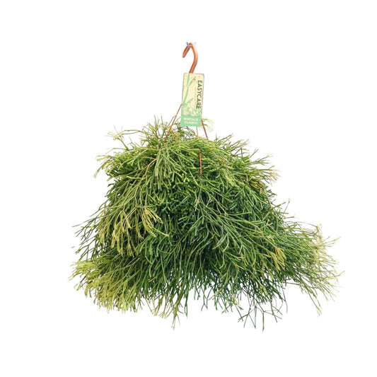 Rhipsalis Clavata - Ø21cm - ↕50cm - Pflanzfix24