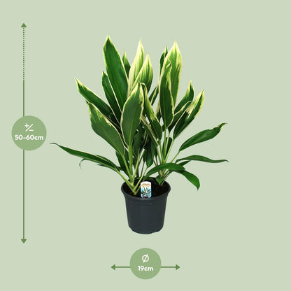 Cordyline New Conga - Ø19cm - ↕60cm von Pflanzfix24