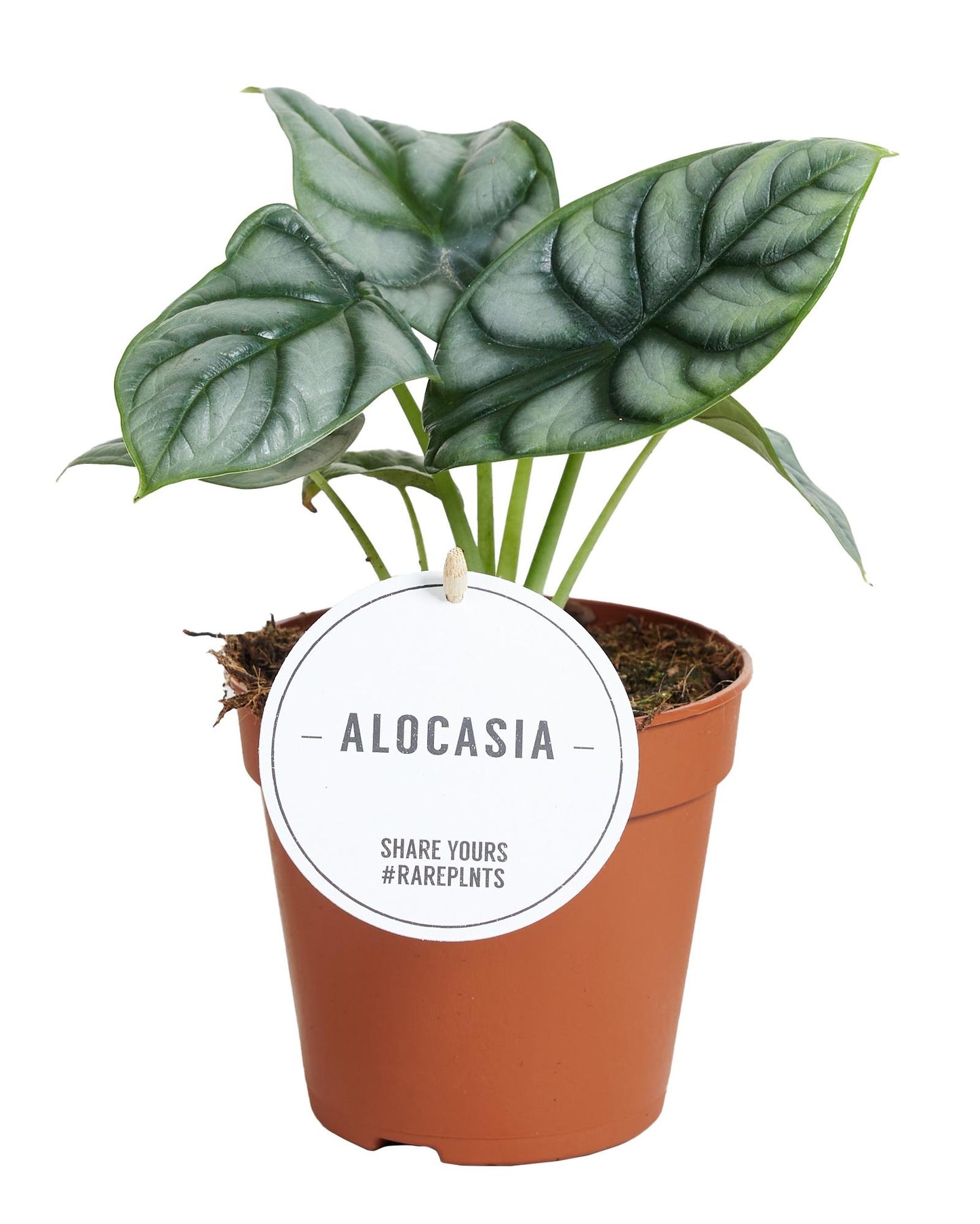 Alocasia Silver Dragon Ø12cm - Exotische Zimmerpflanze | Pflanzfix24.de