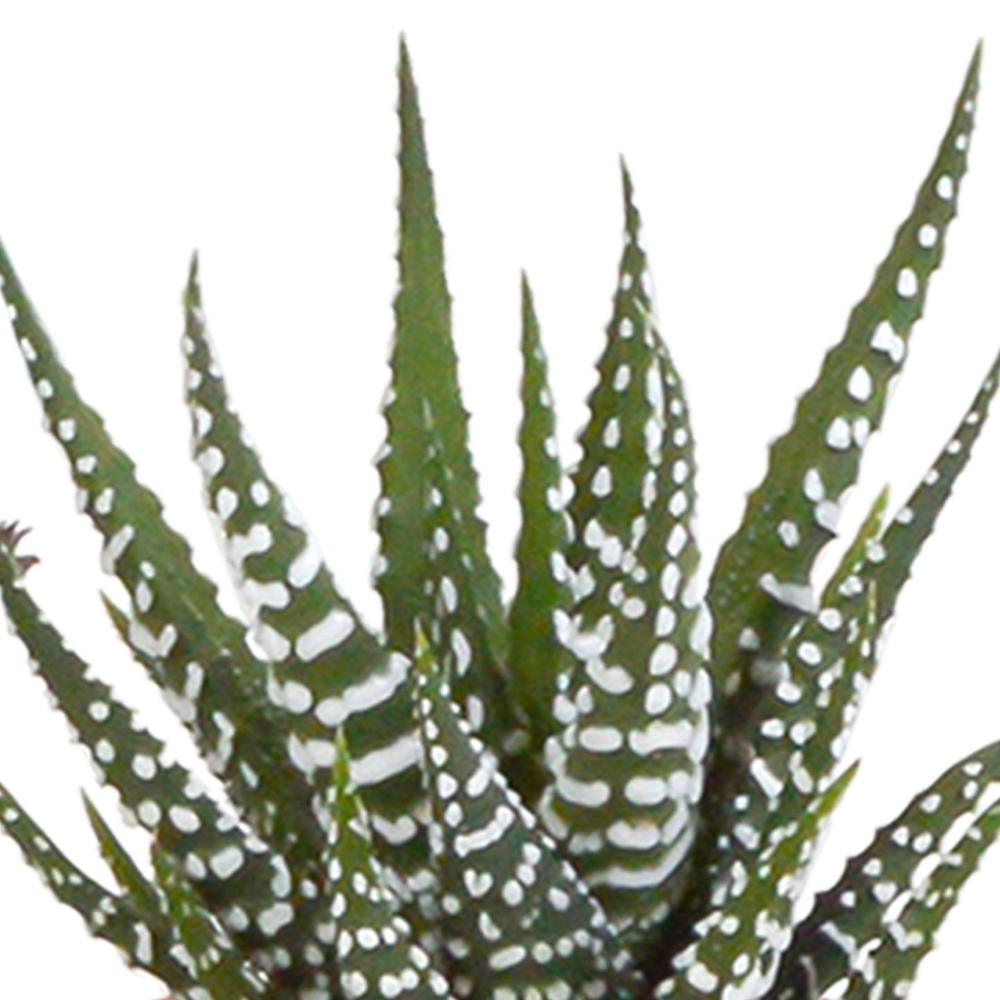 Cactus en vetplanten Mischung 5,5 cm | 15 stück - in witte pot - Pflanzfix24.de - Pflanzfix24.de