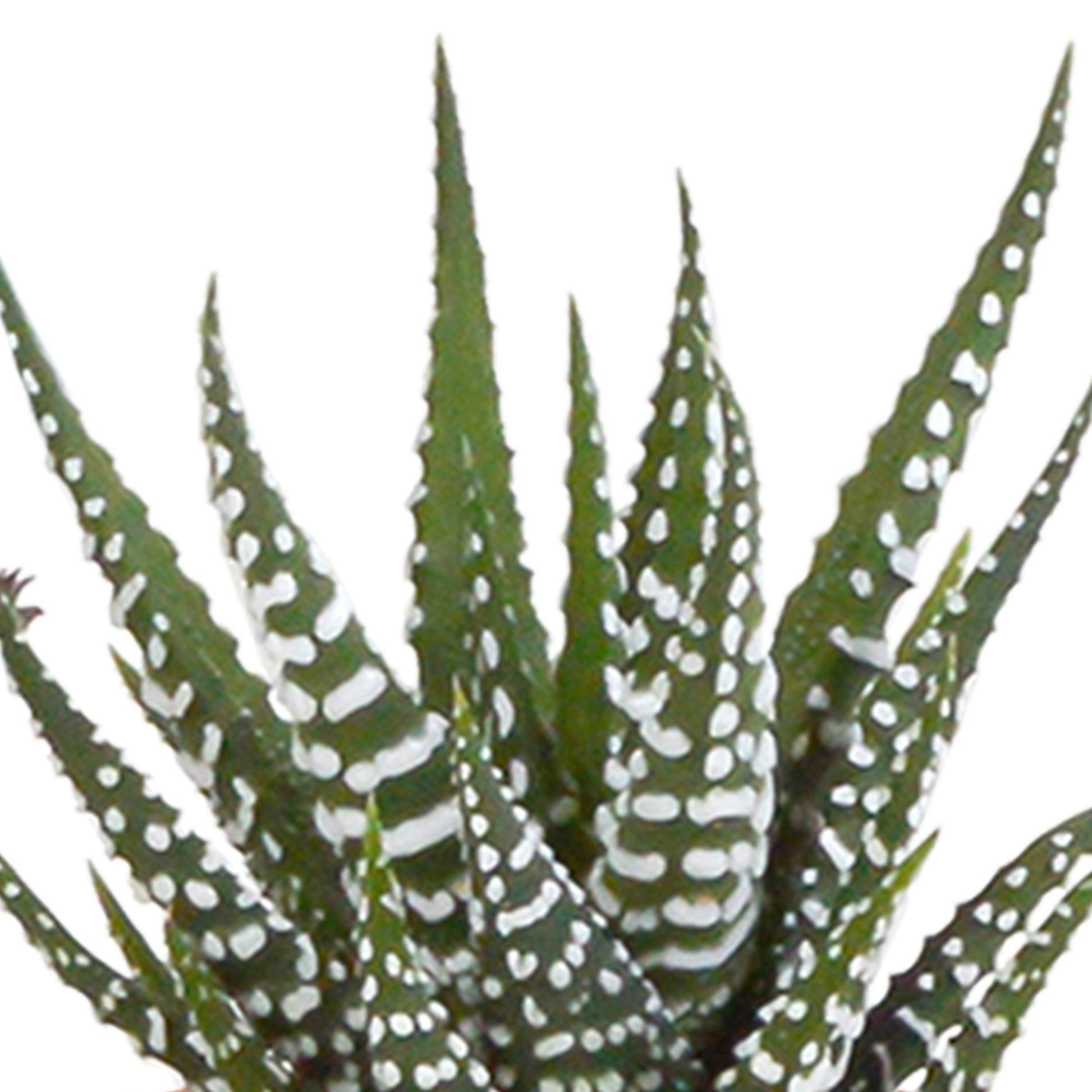 Cactus en vetplanten Mischung 5,5 cm | 15 stück - in witte pot - Pflanzfix24.de - Pflanzfix24.de