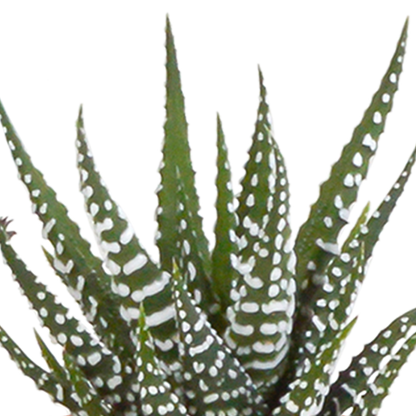 Cactus en vetplanten Mischung 5,5 cm | 15 stück - in witte pot - Pflanzfix24.de - Pflanzfix24.de