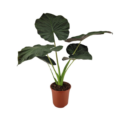 Alocasia Regal Shield - Ø27cm - ↕100cm bei Pflanzfix24