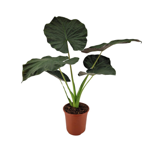 Alocasia Regal Shield - Ø27cm - ↕100cm bei Pflanzfix24