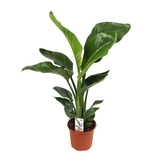 Strelitzia Nicolai 17 cm Ø17 cm 70 cm hoch | Pflanzfix24