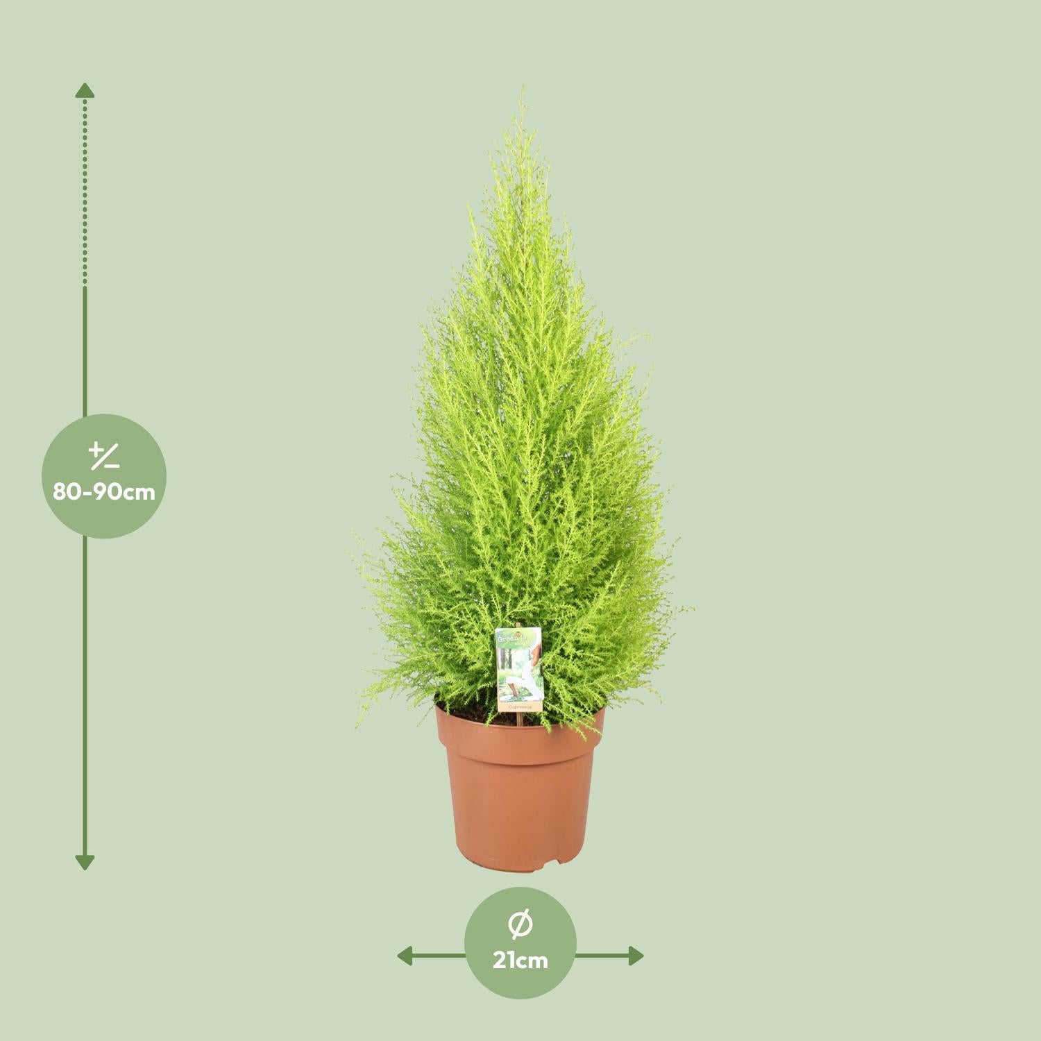 Cupressus Goldcrest Wilma - Ø21cm - ↕90cm - Pflanzfix24.de - Pflanzfix24.de