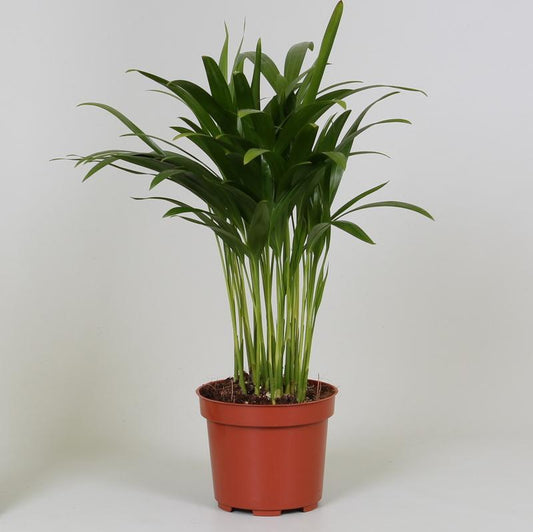 Areca Dypsis - Ø12cm - ↕35cm bei Pflanzfix24.de - Pflanzfix24.de