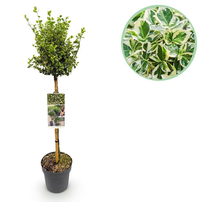 Euonymus fortunei Emerald Gaiety 90 cm – Gartenpflanze bei Pflanzfix24