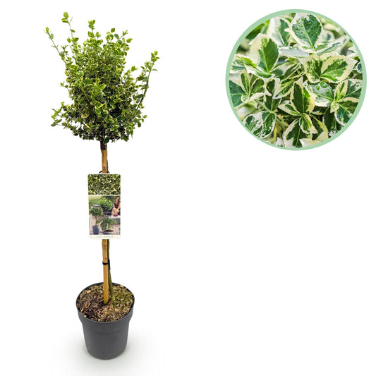 Euonymus fortunei Emerald Gaiety 90 cm – Gartenpflanze bei Pflanzfix24