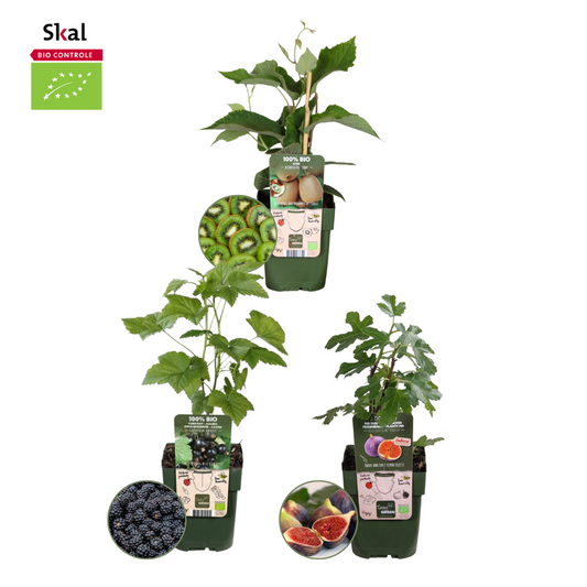 Süße Ernte Trio BIO Obstpflanzen Set - Pflanzfix24