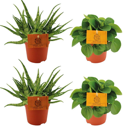 2x Aloe Spider + 2x Peperomia Rana Verde - 4 stuks - Ø10.5cm - ↕10cm - Pflanzfix24