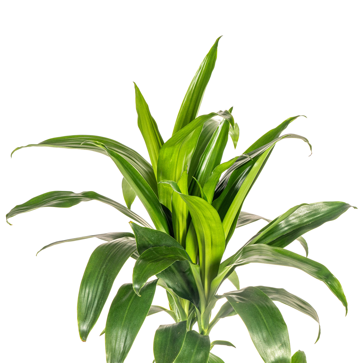 Dracaena Deremensis Lisa Ø21cm - Elegante Zimmerpflanze | Pflanzfix24