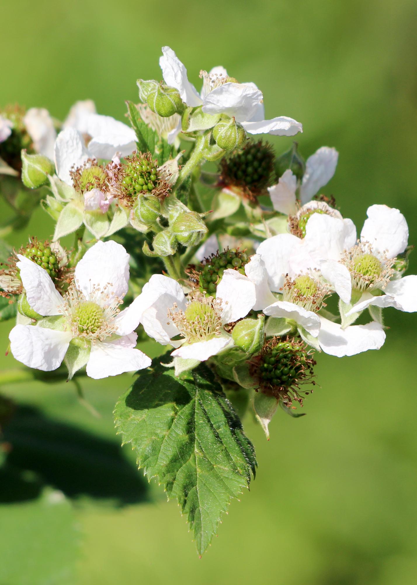 Rubus idaeus 'Malling Promise' - pflanzfix24
