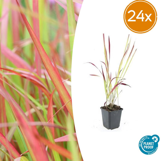 24x Imperata cylindrica 'Red Baron' - Pflanzfix24