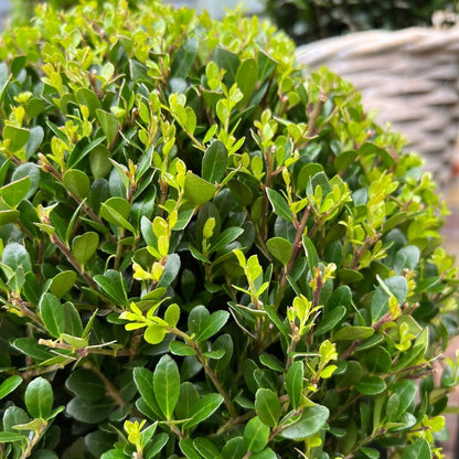 2x Ilex crenata 'Jenny' Kugel XL | Set mit 2 Stück | 25 cm Ø - Pflanzfix24.de - Pflanzfix24.de