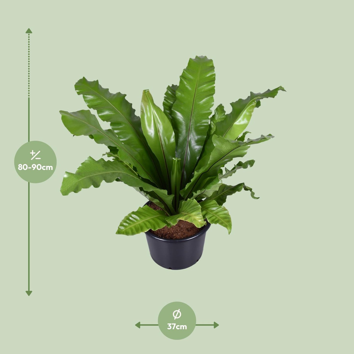 Asplenium Nidus - Nestfarn - Ø37cm - ↕85cm - Pflanzfix24