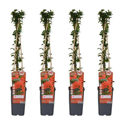 4x - Pyracantha coccinea 'Red Column' - ↨65cm - Ø15 - Pflanzfix24