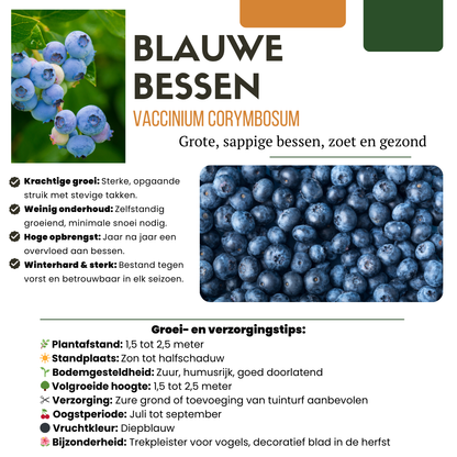 Sommerfrüchte Mix Set BIO – 4 Obstpflanzen | Pflanzfix24.de - Pflanzfix24.de