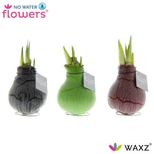 No Water Flowers Waxz Marble - 3 Stücke - Ø7 cm - ↕15 cm bei Pflanzfix24