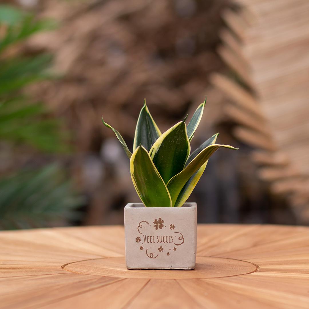 Congreet plantpots + Sansevieria | Veel succes - Pflanzfix24.de - Pflanzfix24.de