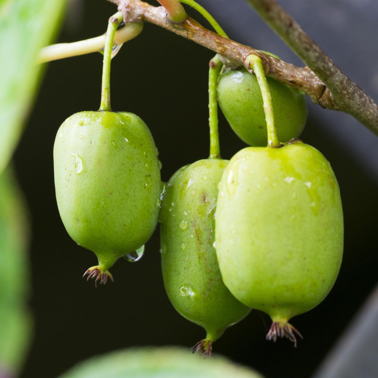 Pflanzfix24 - Kiwi - Actinidia arguta Issai - Grüne Frucht - 2 Pflanzen - Topf 11cm Höhe 40cm