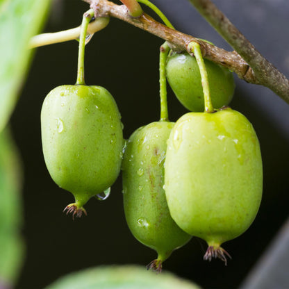 Pflanzfix24 - Kiwi - Actinidia arguta Issai - Grüne Frucht - 2 Pflanzen - Topf 11cm Höhe 40cm