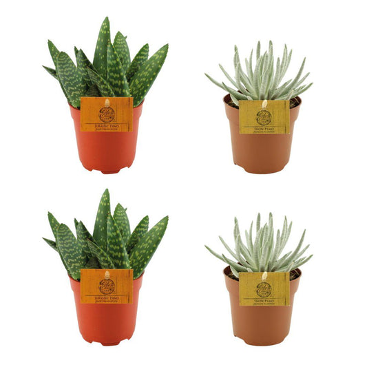 4er Set Aloe Paradisicum und Senecio Scaposus - Pflanzfix24