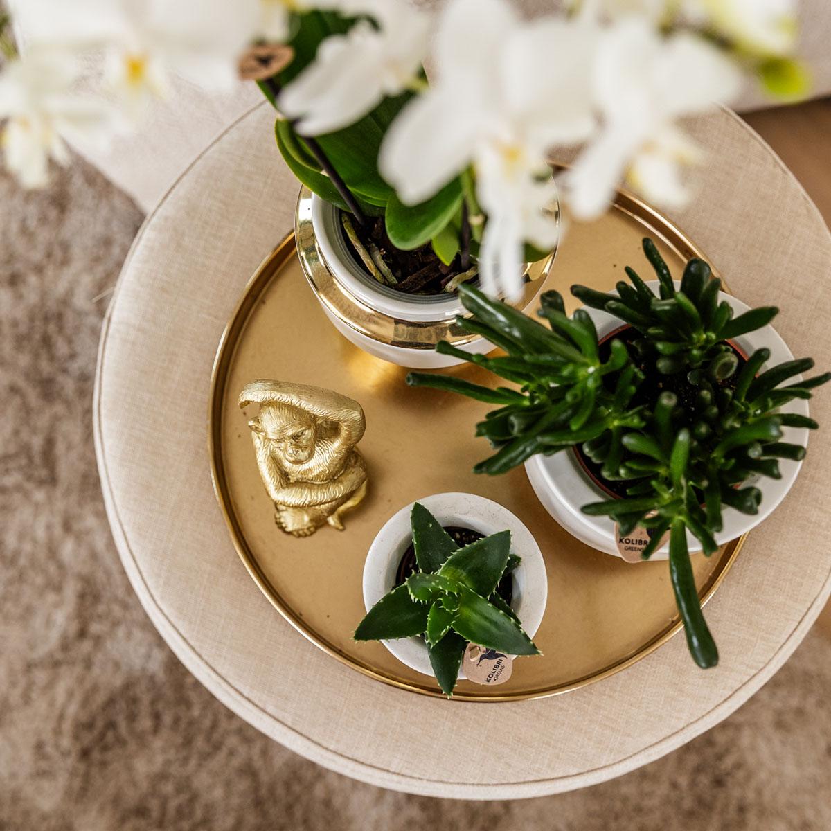 Kolibri Home Le Chic Blumentopf Weiß Ø6cm mit Gold – Keramik | Pflanzfix24.de - Pflanzfix24.de