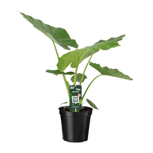 Alocasia Macrorrhiza - Ø19cm - ↕70cm bei Pflanzfix24.de - Pflanzfix24.de