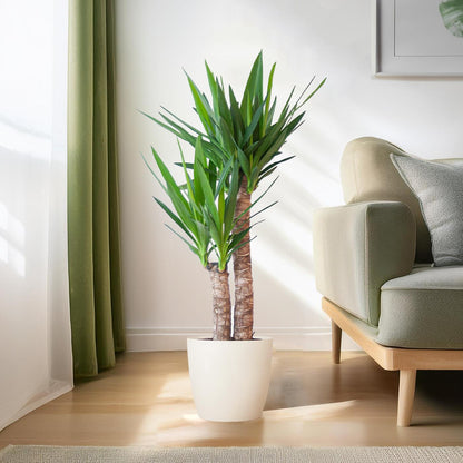 Yucca Elephantipes 90cm mit weißem Viber-Topf | Pflanzfix24.de - Pflanzfix24.de
