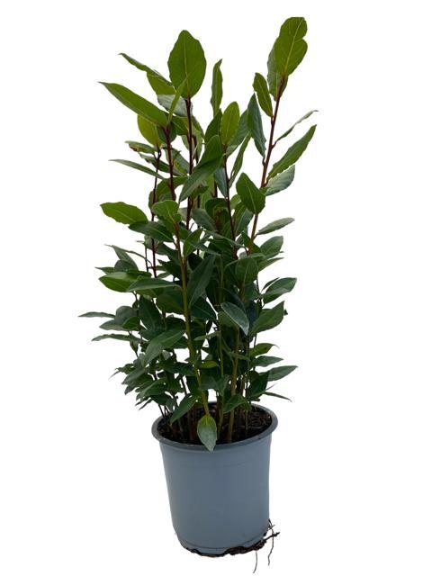 Lorbeerbaum - Ø14cm - ↕35cm bei Pflanzfix24