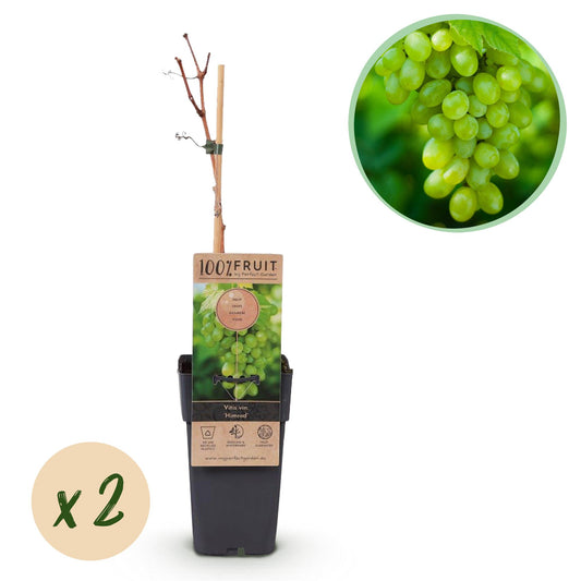 GreenboutiQ - Obstpflanze - Weiße Traube - Vitis vinifera Himrod - Kernlos - 2 Pflanzen - Topf 15cm Höhe 50cm - Pflanzfix24.de