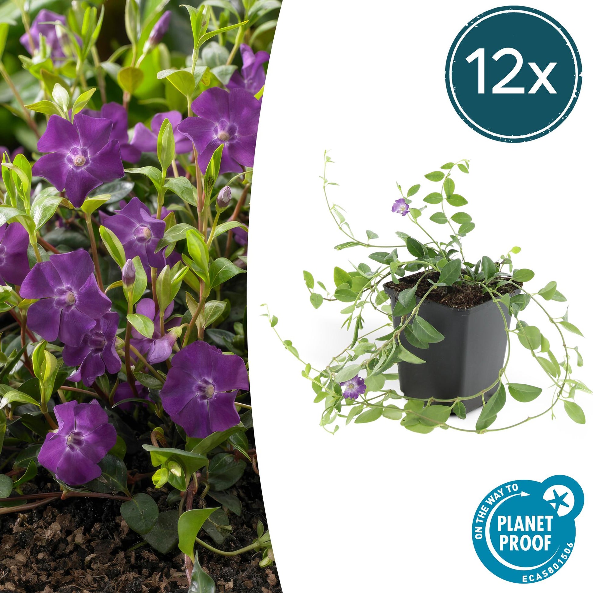12x Vinca minor 'Atropurpurea' Bodendecker Ø9cm – Pflanzfix24.de - Pflanzfix24.de