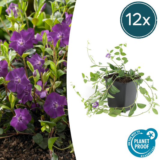 12x Vinca minor 'Atropurpurea' Bodendecker Ø9cm – Pflanzfix24.de - Pflanzfix24.de