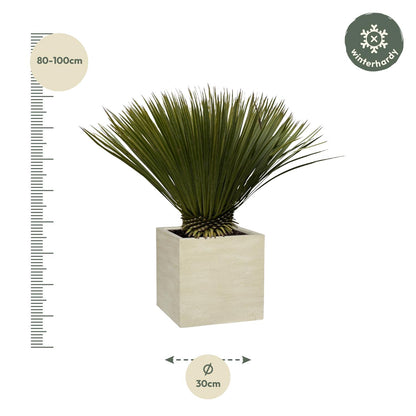Yucca Rostrata 75cm Ø30 – Robuste Palmlilie | Pflanzfix24