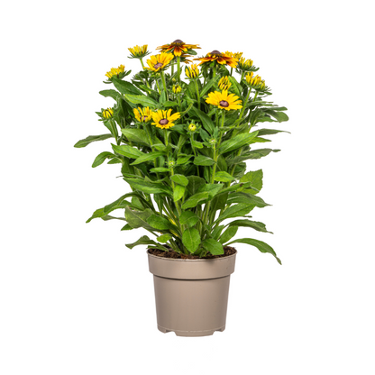 Rudbeckia Summerina Ø19cm – sonnige Blüte | Pflanzfix24.de - Pflanzfix24.de