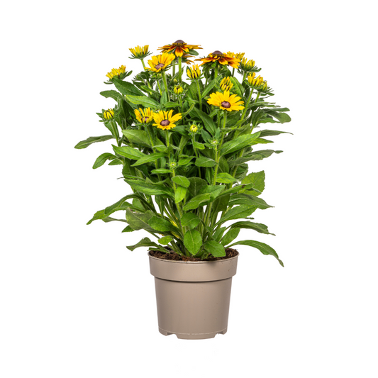 Rudbeckia Summerina Ø19cm – sonnige Blüte | Pflanzfix24.de - Pflanzfix24.de