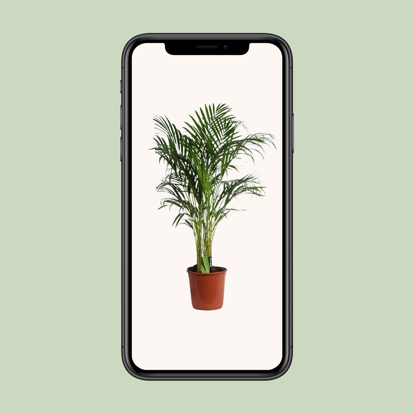 Dypsis Lutescens (Areca) A2 - Ø24cm - ↕120cm bei Pflanzfix24