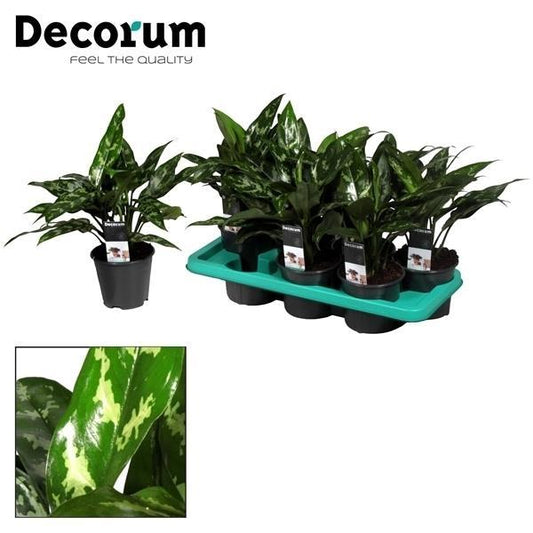 Aglaonema Maria - Ø14cm - ↕40cm bei Pflanzfix24