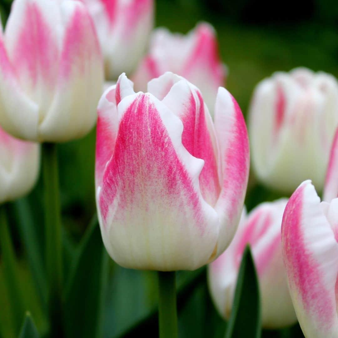 Tulpenzauber - Appie's Best - 30 Blumenzwiebeln - Größe 12+ - Pflanzfix24