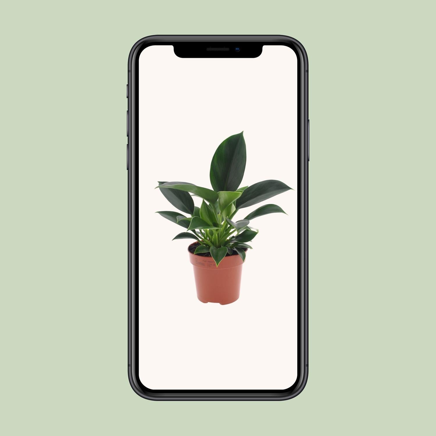 Philodendron Green Princess 25cm – Pflegeleicht | Pflanzfix24.de - Pflanzfix24.de