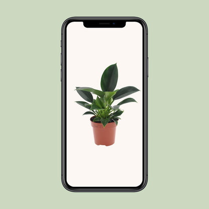Philodendron Green Princess 25cm – Pflegeleicht | Pflanzfix24.de - Pflanzfix24.de