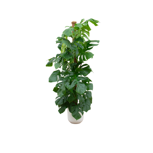 Combi deal - Monstera Pertusum XL inkl. elho Jazz Round weiß Ø26 - 150 cm bei Pflanzfix24.de - Pflanzfix24.de