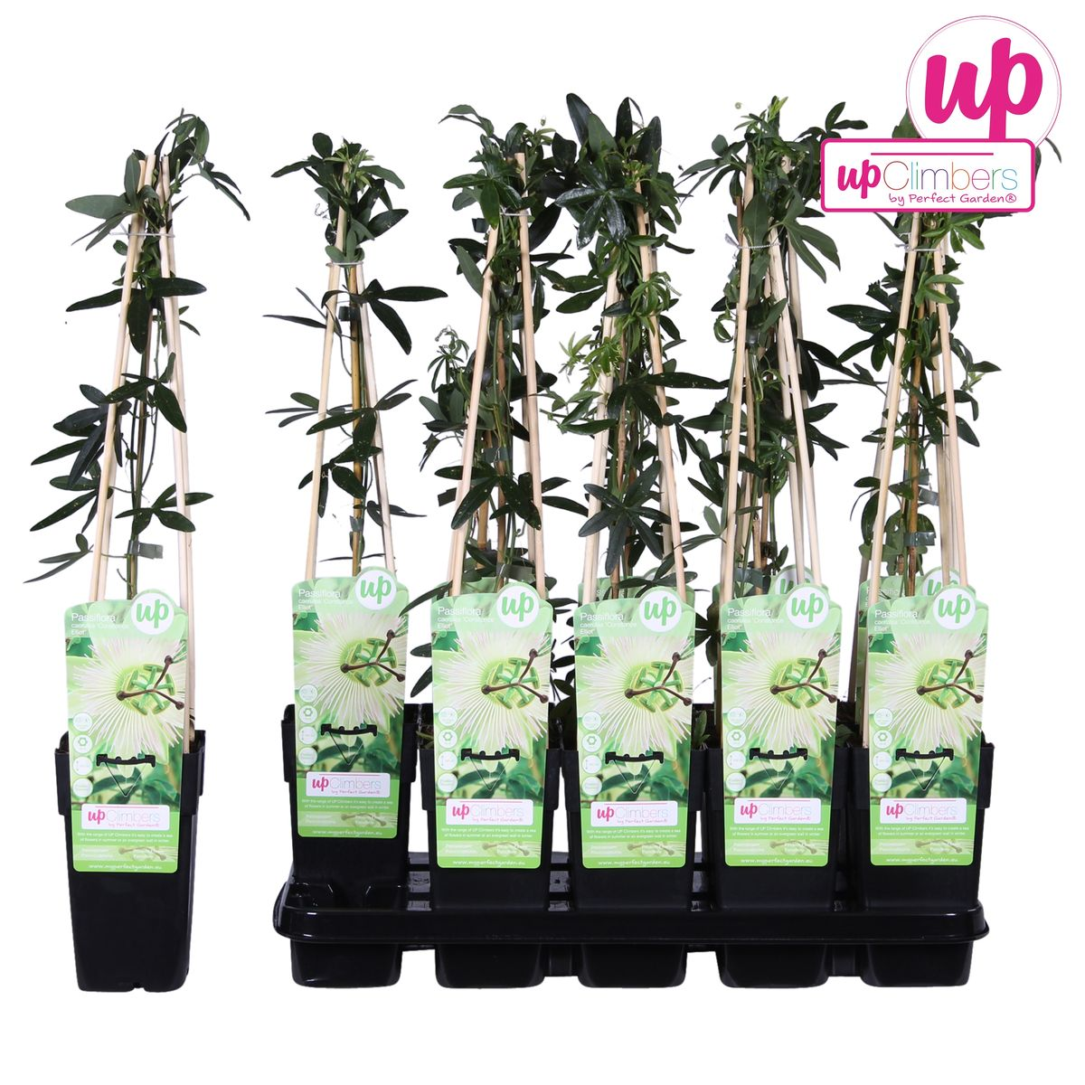 Passiflora Constance Elliot Weiß Ø15cm – Kletterpflanze | Pflanzfix24.de - Pflanzfix24.de