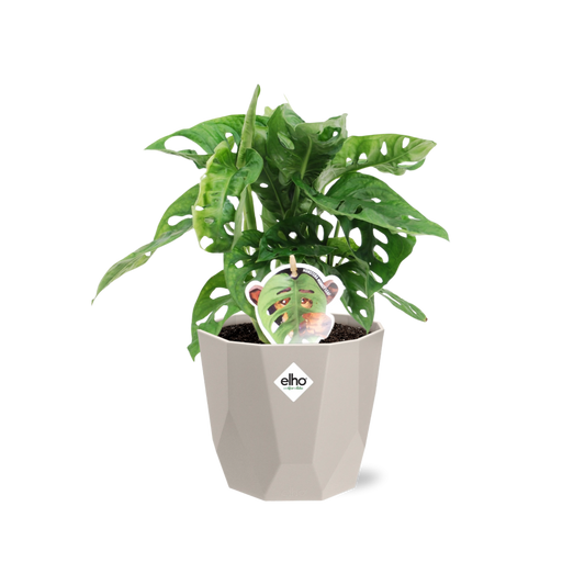 Monstera ‘Monkey Leaf’ in ELHO b.for rock 14 cm warm grey - Pflanzfix24