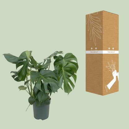 Monstera Deliciosa - Ø24cm - ↕80cm bei Pflanzfix24